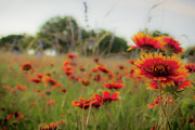 Defused and Blurred Indian Blanket Flower Photograph by Brigitte Blanchette Thompson