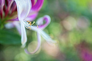 Delicate Honeysuckle Flower Photograph by Amy Dundon
