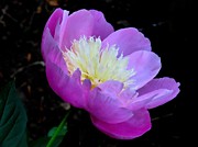 Delicate Lavender Flower - Two Photograph by Linda Stern