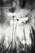 Delightful Daisies Black and White  Photograph by Carol Japp