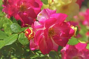 Delightful Flowers Photograph by Allen Nice-Webb