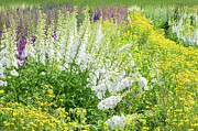 Delphinium Cascade Photograph by Marilyn Cornwell