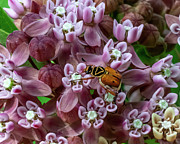 Delta Flower Scarab Beetle or D Beetle DIN0400 Photograph by Gerry Gantt Delta Flower Scarab Beetle or D Beetle DIN0400 Photograph by Gerry Gantt