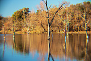 Snag tree reflection o lake print Photograph by Brigitte Blanchette Thompson Snag tree reflection o lake print Photograph by Brigitte Blanchette Thompson
