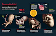 Desarrollo fetal Digital Art by Album