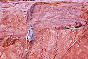 Desert Bighorn Sheep at Valley of Fire Photograph by Tatiana Travelways