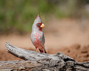 Desert Cardinal Photograph by Robert Miller Desert Cardinal Photograph by Robert Miller