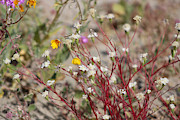 Desert Pincushion Wildflowers of the Coachella Valley Wildlife Preserve Photograph by Colleen Cornelius