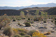 Desert Scene 4 Coachella Valley Wildlife Preserve Photograph by Colleen Cornelius