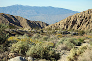 Desert Scene 6 Coachella Valley Wildlife Preserve Photograph by Colleen Cornelius