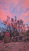 Desert Tranquility Photograph by Judy Kennedy