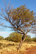 Desert Tree Photograph by Werner Padarin