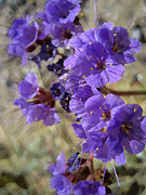 Desert Wild Flowers Digital Art by Robert Blandy Jr