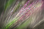 Dew 3 Photograph by Ursula Abresch