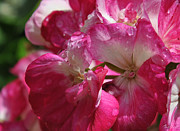 Dew Drops Photograph by Vallee Johnson