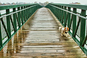 Dezi in Port Dalhousie Photograph by Marilyn Cornwell