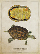 Diamondback terrapin Digital Art by Aged Pixel