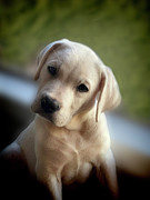 Did you say bacon? Photograph by Waterdancer