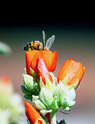 Digging For Gold Photograph by Joe Schofield