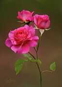 Digitally Painted Roses Photograph by Sue Leonard