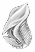 Discovery 3 - past meets future. pencil on paper Drawing by Adriana Mueller