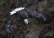 Display of power Photograph by Alan Moore