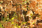 Do not Disturb - Squirrel Eating Seeds Photograph by Colleen Cornelius