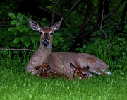 Doe and Twin Fawns Photograph by Regina Muscarella Doe and Twin Fawns Photograph by Regina Muscarella