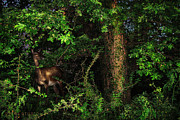 Doe in the bushes Photograph by Dejan Travica