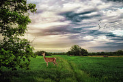 Doe in the field Photograph by Dejan Travica