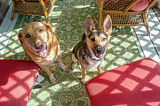 Dog Life Photograph by Sharon Popek