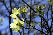 Dogwood in Sunlight Photograph by John Lautermilch