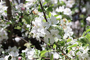 Dogwood Tree Blooms Photograph by Robert Blandy Jr