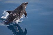 Dolphin Photograph by Adam Li