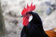 Domestic chicken (Gallus domesticus), Baden-Wuerttemberg, Germany Photograph by Egon Bomsch