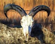 Domestic Sheep 01 - FHSM 12668 Photograph by Rob Graham Domestic Sheep 01 - FHSM 12668 Photograph by Rob Graham