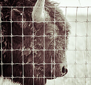 Don't Fence Me In Photograph by Victoria Plut