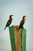 Double-double Crested Photograph by Douglas Fraser Smith Double-double Crested Photograph by Douglas Fraser Smith