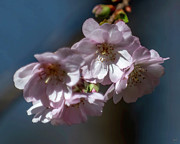 Double-flowering Plum DHC0035 Photograph by Gerry Gantt
