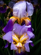 Double Vision of Purple Iris Photograph by Linda Stern