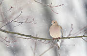 Dove In The Snow Photograph by Rehna George Dove In The Snow Photograph by Rehna George