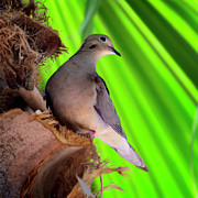 Dove On Palm s121429 Photograph by Mark Myhaver