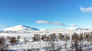 Dovrefjell Sunndalsfjella National Park Photograph by Andreas Levi Dovrefjell Sunndalsfjella National Park Photograph by Andreas Levi
