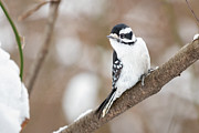 Downy in the Snow I Photograph by Alyssa Tumale