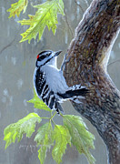 Downy Woodpecker Painting by Barry Kent MacKay Downy Woodpecker Painting by Barry Kent MacKay