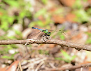 Dragon 4 Photograph by David Armstrong