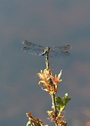 Dragonfly #2 Photograph by Matthew Adelman