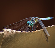 Dragonfly Eyes Photograph by Portia Olaughlin Dragonfly Eyes Photograph by Portia Olaughlin