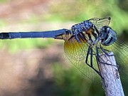 Dragonfly Visiting Clayton NC Photograph by Catherine Ludwig Donleycott