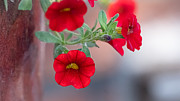 Draped in Red Photograph by Linda Bonaccorsi